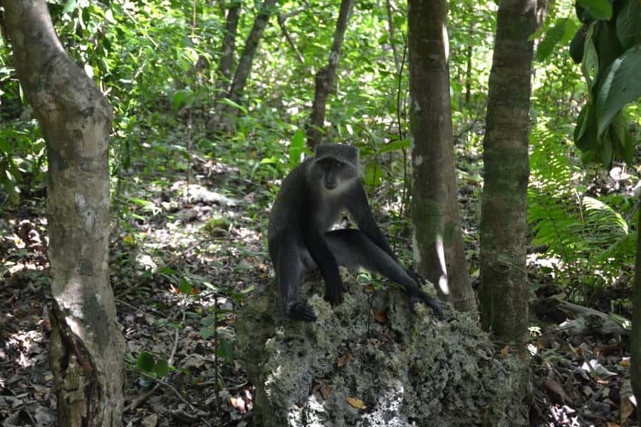 Zanzibar full day Jozani forest + Spice farm and stone town - Five useful things to know before you book