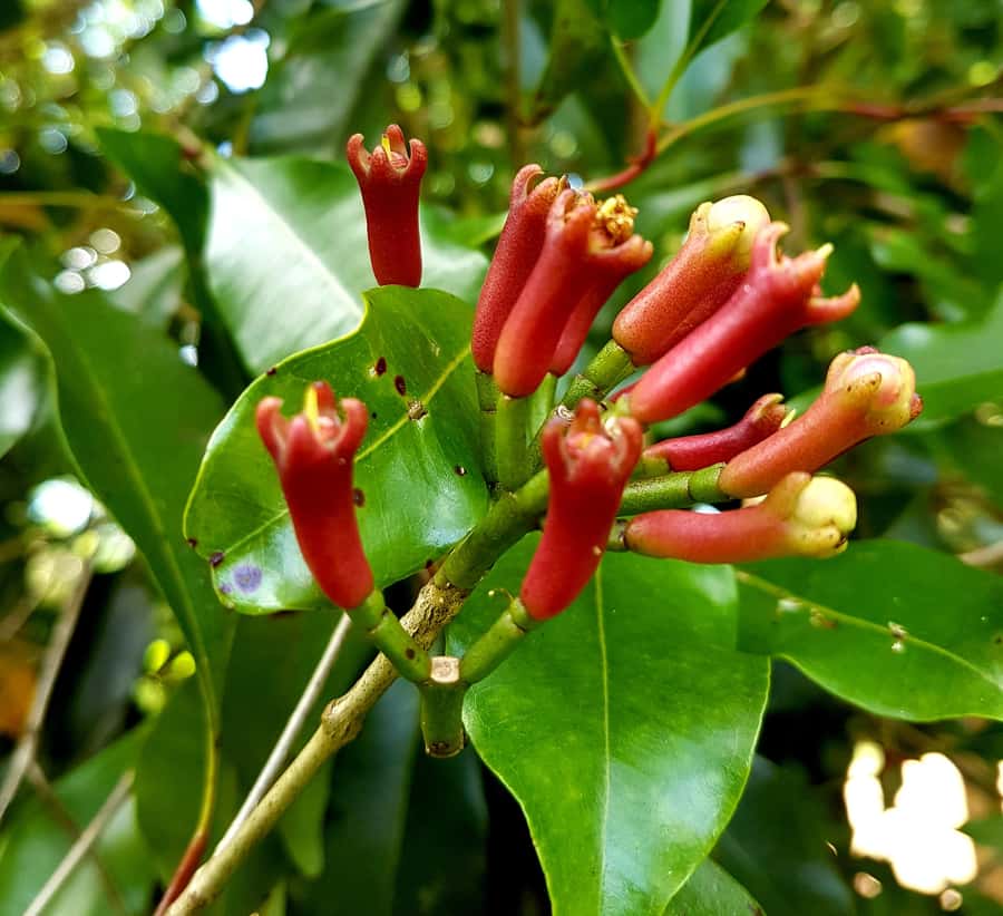 Zanzibar full day Jozani forest + Spice farm and stone town - Who should book this tour?