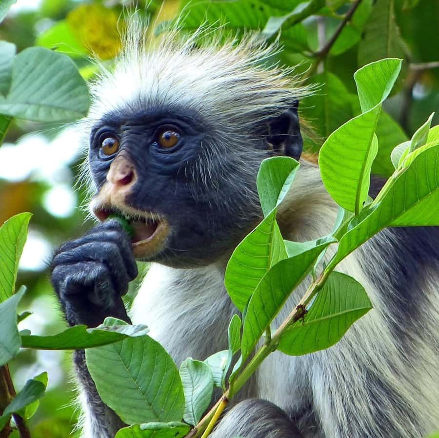 Zanzibar full day Jozani forest + Spice farm and stone town - Jozani Forest and the search for red colobus monkeys