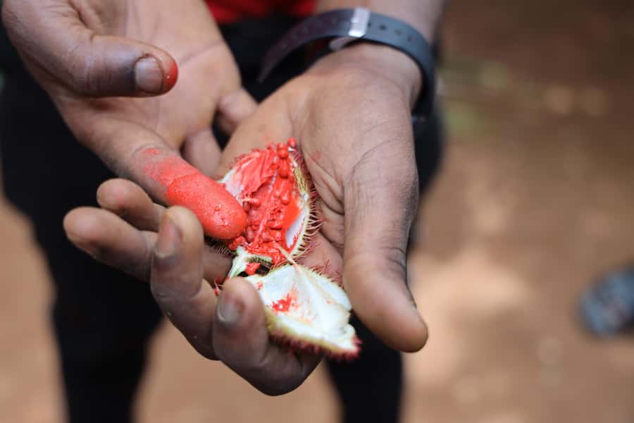 Zanzibar: Half-Day Spice Farm Tour,the flavours of Zanzibar - Why Zanzibar is called Spice Island