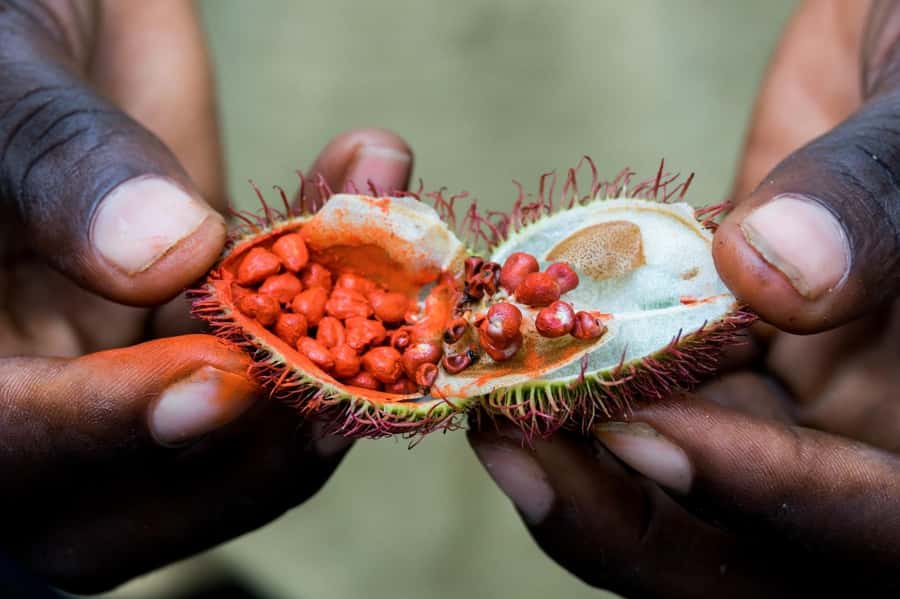Zanzibar: Half-Day Spice Farm Tour,the flavours of Zanzibar - Walking among cloves, cinnamon, and pepper