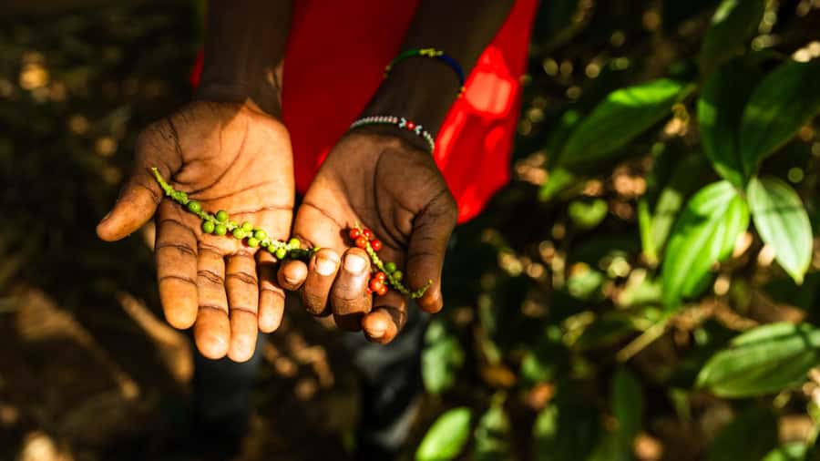 Zanzibar: Half-Day Spice Farm Tour,the flavours of Zanzibar - Morning or afternoon: choosing your time