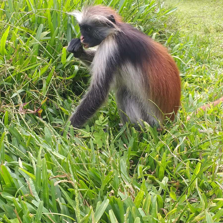 Zanzibar: Jozani Chwaka Bay National Park and Spice Farm … - Key points to know before booking