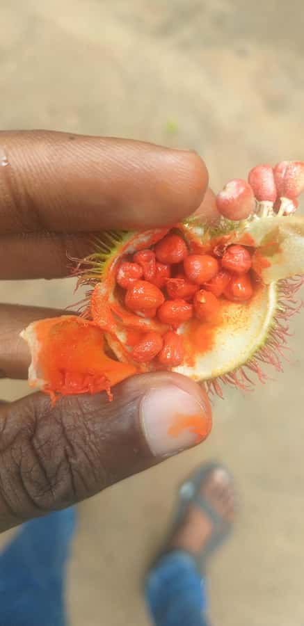 Zanzibar: Jozani Chwaka Bay National Park and Spice Farm … - What the forest walk is like