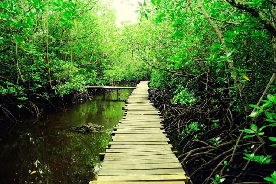 Zanzibar: Jozani Forest and Spice Farm Tour with Transfer - Spice tea and the coconut-palm challenge