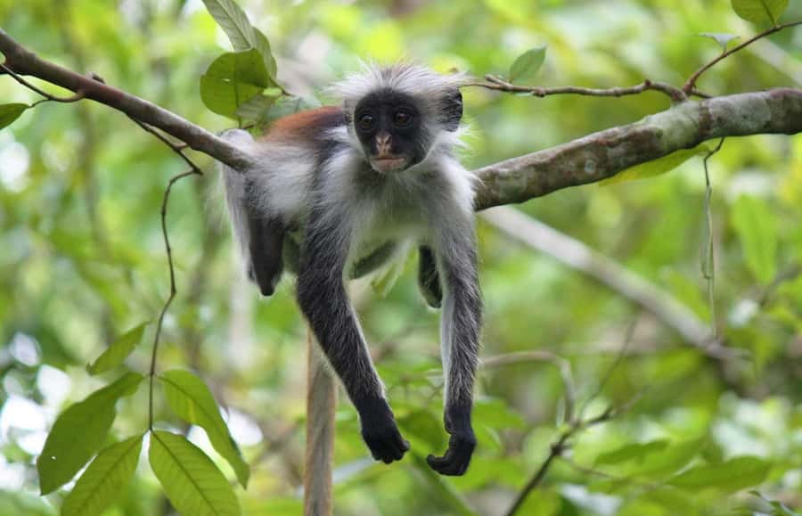 Zanzibar: Jozani Forest and Spice Farm Tour with Transfer - Who will enjoy this Zanzibar outing