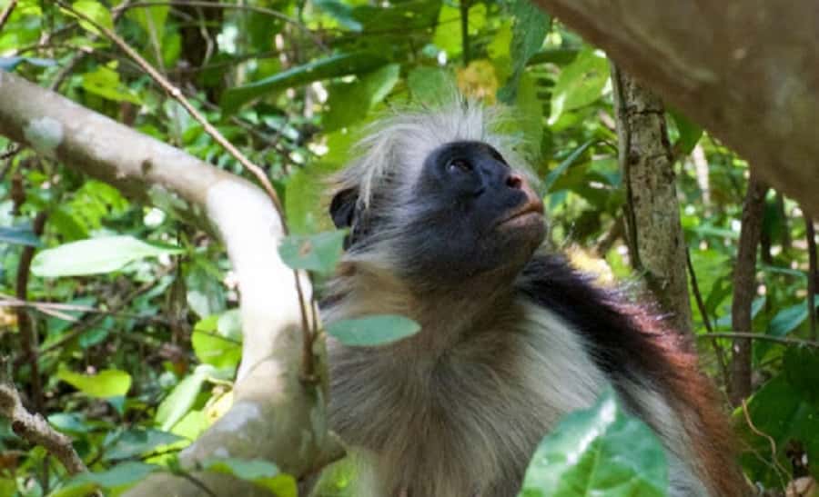 Zanzibar: Jozani Forest and Spice Farm Tour with Transfer - Should you book the Jozani and spice farm tour?