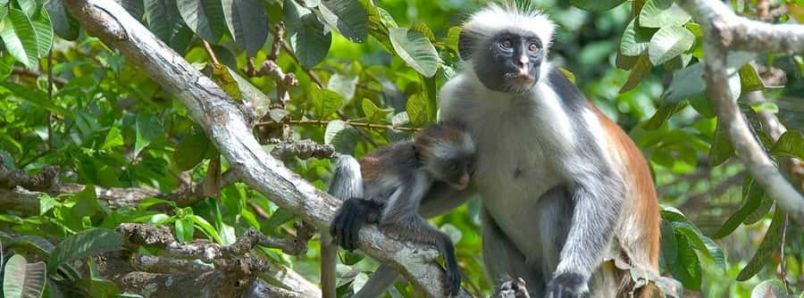 Zanzibar: Jozani Forest and Spice Farm Tour with Transfer - Walking through Jozani’s forest and mangrove boardwalk