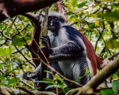 Jozani forest, Spice farm with Swahili Cuisine clas