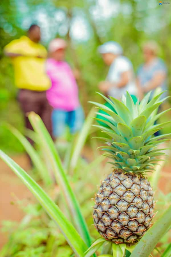 Zanzibar:Jozani forest, Spice farm with Swahili Cuisine clas - Guides, languages, and the human side of the day