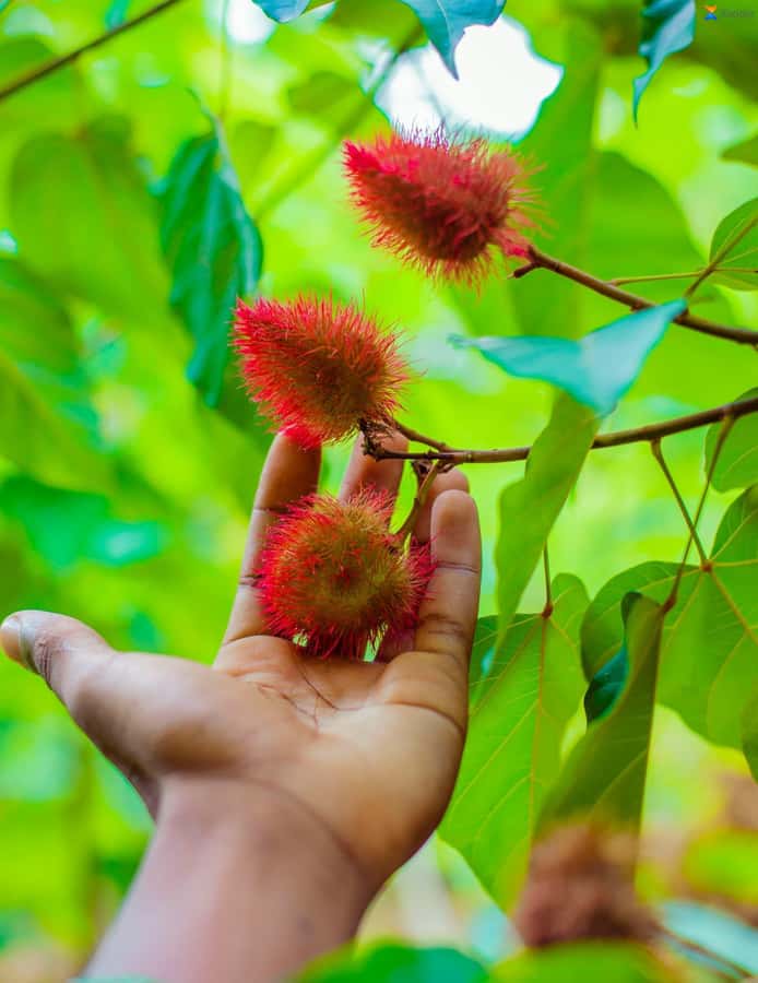 Zanzibar:Jozani forest, Spice farm with Swahili Cuisine clas - Who will enjoy this trip most