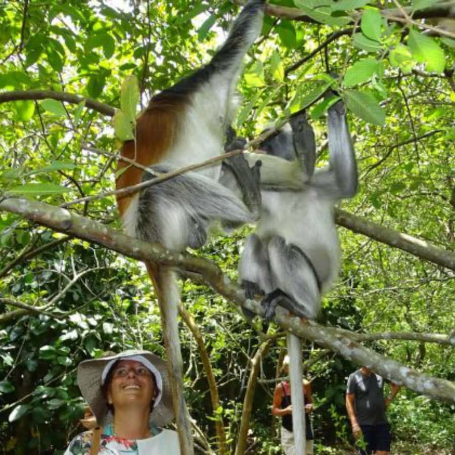 Zanzibar: Jozani Forest, Spice Farms, & Stone Town tour - What makes this Zanzibar day tour worth considering