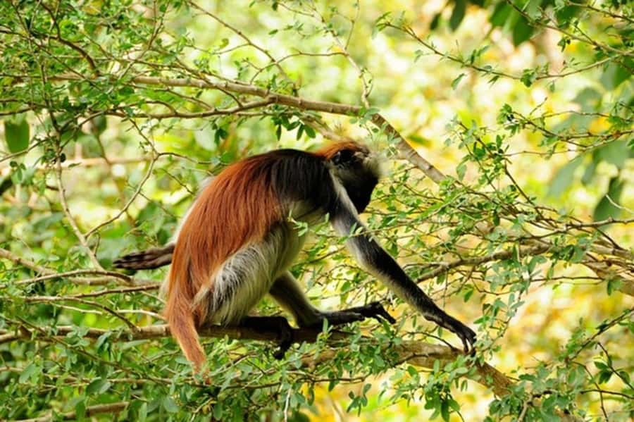 Zanzibar: Jozani forest tour & Spice farm tour with lunch - Key points at a glance