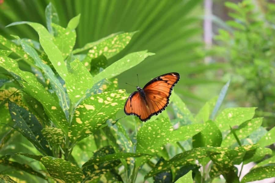 Zanzibar: Jozani forest tour & Spice farm tour with lunch - Pilau, tropical fruit, and a meal on the floor