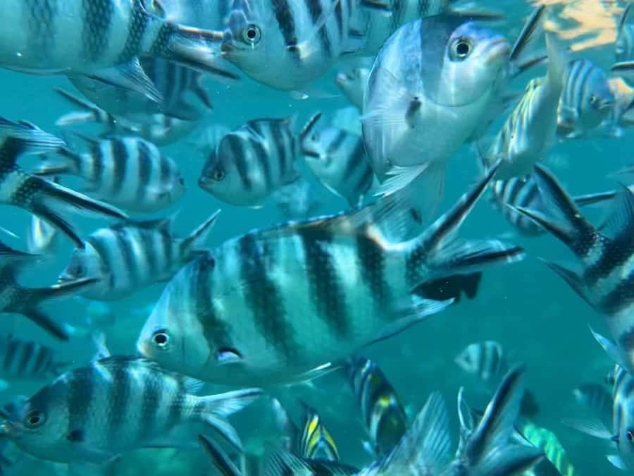 Zanzibar: Mnemba Atoll, Spice farm, Jozani forest & Lunch - What the $108 price really covers