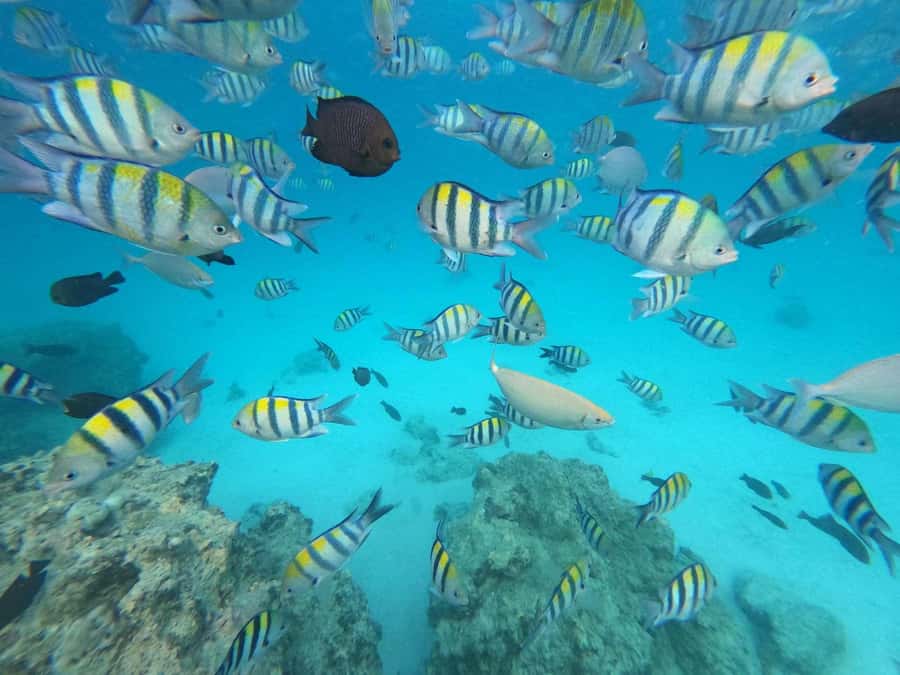 Zanzibar: Mnemba Atoll, Spice farm, Jozani forest & Lunch - Snorkeling the protected waters of Mnemba Atoll