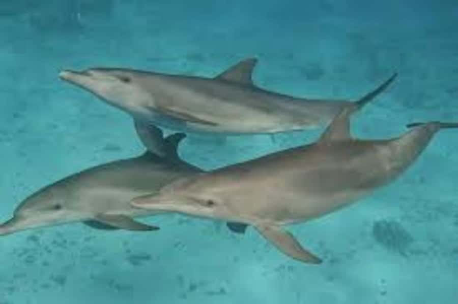 ZANZIBAR: Mnemba island, Baraka aquarium and spice farm - A full day built around three Zanzibar highlights