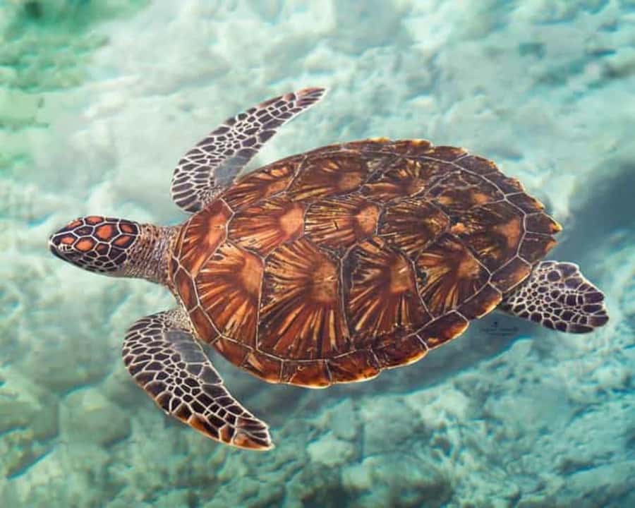 ZANZIBAR: Mnemba island, Baraka aquarium and spice farm - Snorkeling coral reefs and the low-tide sandbank