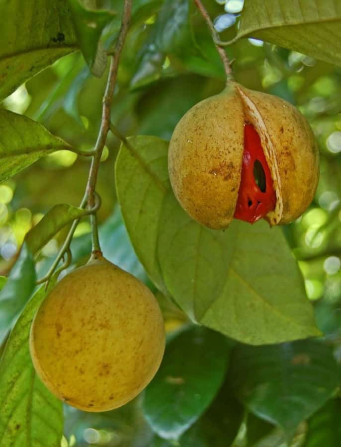 ZANZIBAR: Mnemba island, Baraka aquarium and spice farm - At the spice farm, Zanzibar becomes a scent lesson