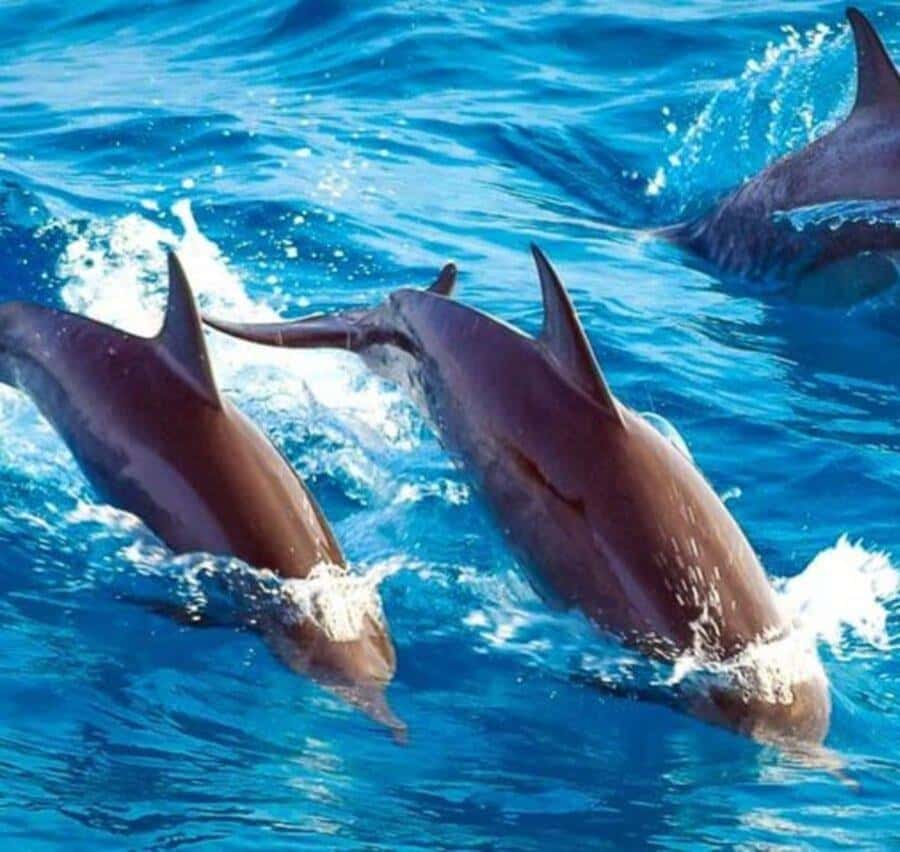 ZANZIBAR: Mnemba island, Baraka aquarium and spice farm - What the $140 price really includes
