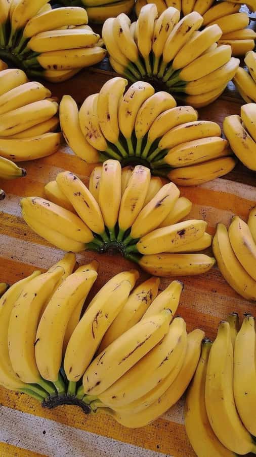 ZANZIBAR: Mnemba island, Baraka aquarium and spice farm - Guides, languages, and the feel of the day