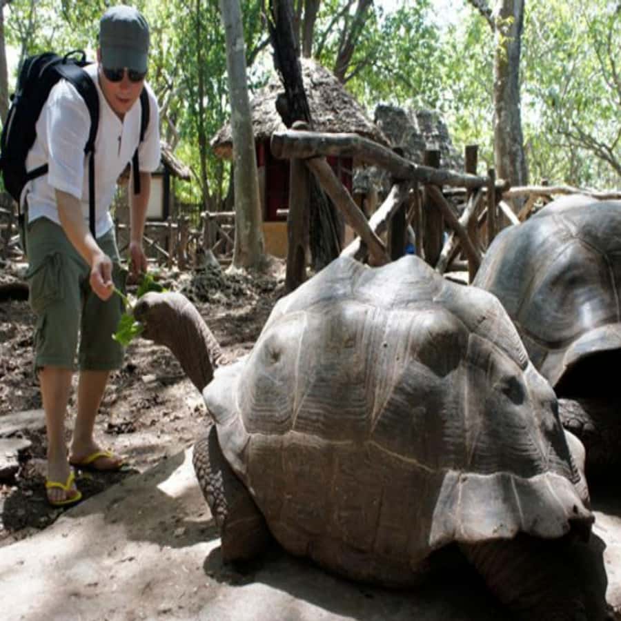 ZANZIBAR: Prison Island, Spice Farm Visit & Turtle Swim Tour - Salaam Cave and the turtle swim