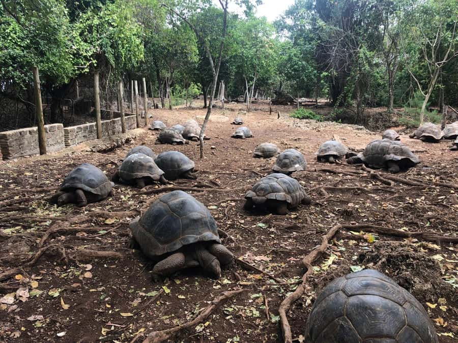 Zanzibar: Prison Island, Stone Town, & Spice Farm Tour - The boat to Prison Island and its giant tortoises