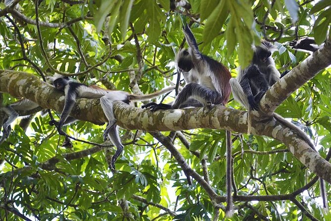 Zanzibar Private Tour National Park Jozani forest and Spice farm - The mangrove bridge and mahogany forest