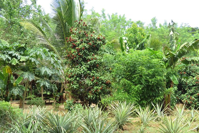 Zanzibar Spice Farm Half-Day Walking Tour - Fresh fruit gives the walk a simple local finish