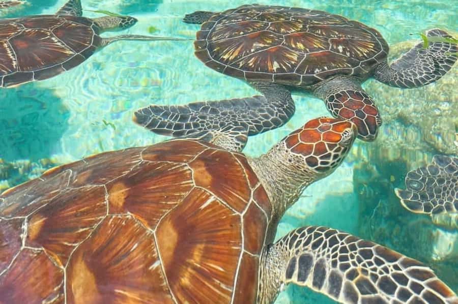 Zanzibar: Spice Farm, Jozani Forest & Sea Turtle Sanctuary - Three Zanzibar experiences in one long day