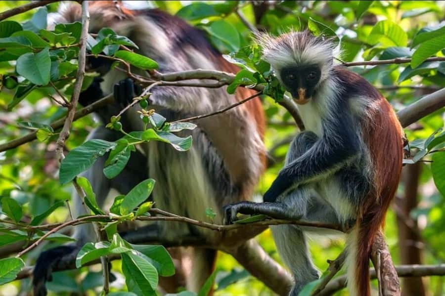 Zanzibar: Spice Farm, Jozani Forest & Sea Turtle Sanctuary - Walking beneath the trees at Jozani Forest