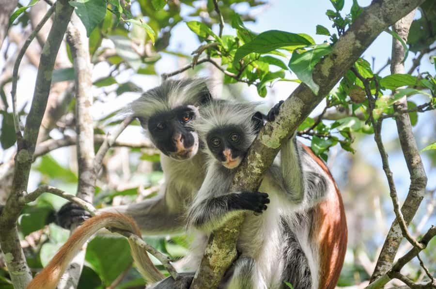 Zanzibar: Spice Farm, Jozani Forest & Sea Turtle Sanctuary - Practical packing advice
