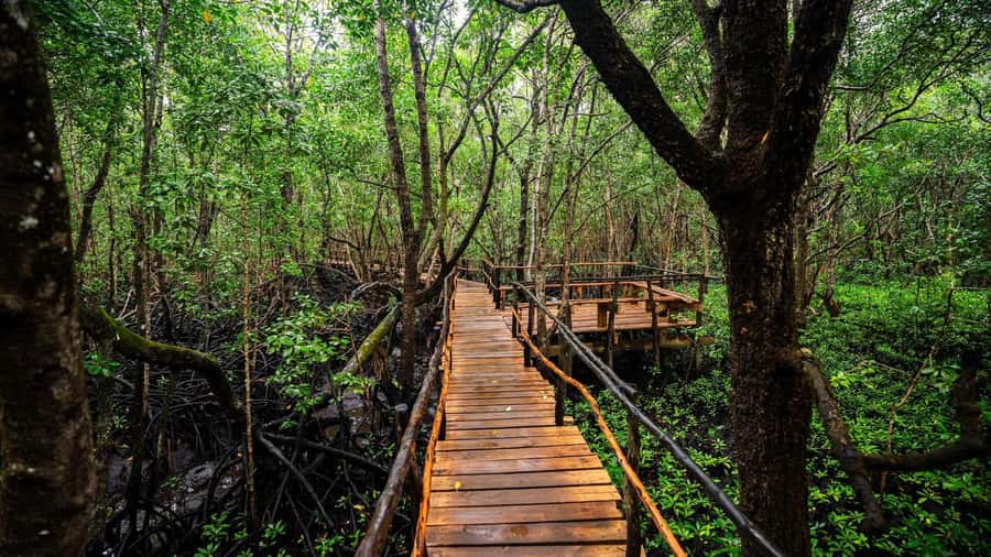 Zanzibar: Spice Farm, Jozani Forest & Sea Turtle Sanctuary - Should you book this Zanzibar day tour?