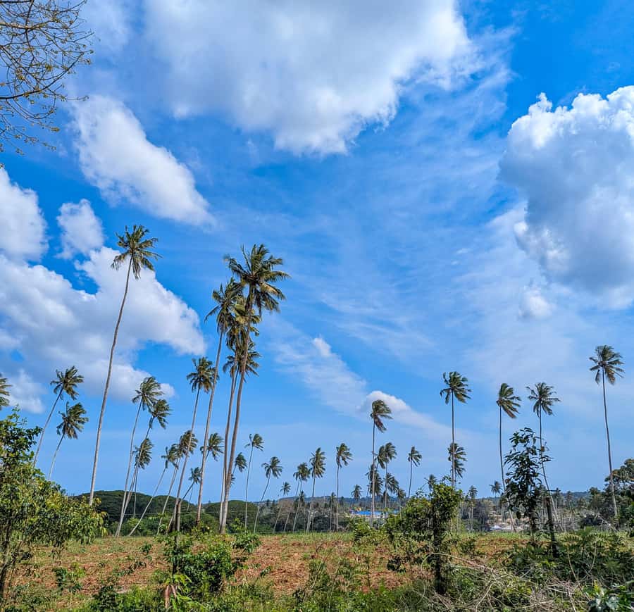 Zanzibar: Spice Farm, Local Lunch & Coconut Climbing - Key things to know before you go
