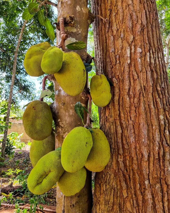 Zanzibar: Spice Farm, Local Lunch & Coconut Climbing - Coconut-leaf souvenirs made by hand