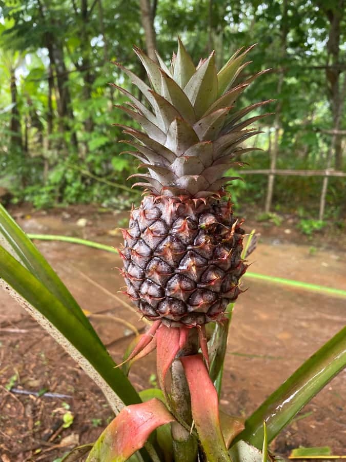 Zanzibar: Spice Farm & Stone Town Tour with Lunch - Key points to know before booking