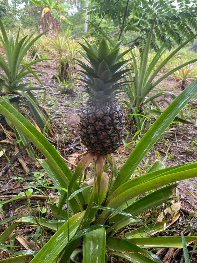 Zanzibar: Spice Farm & Stone Town Tour with Lunch - Lunch at the farm, tasty but simple