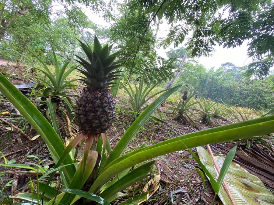 Zanzibar: Spice Farm & Stone Town Tour with Lunch - Stone Town through markets and old lanes