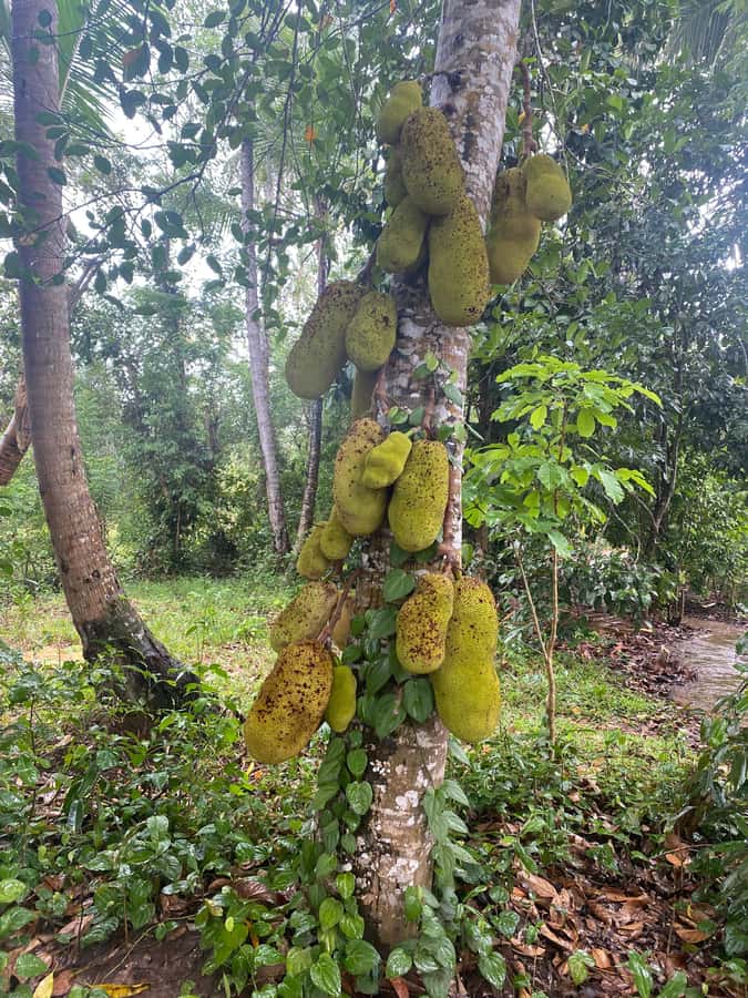 Zanzibar: Spice Farm & Stone Town Tour with Lunch - The spice farm walk, from turmeric to cloves