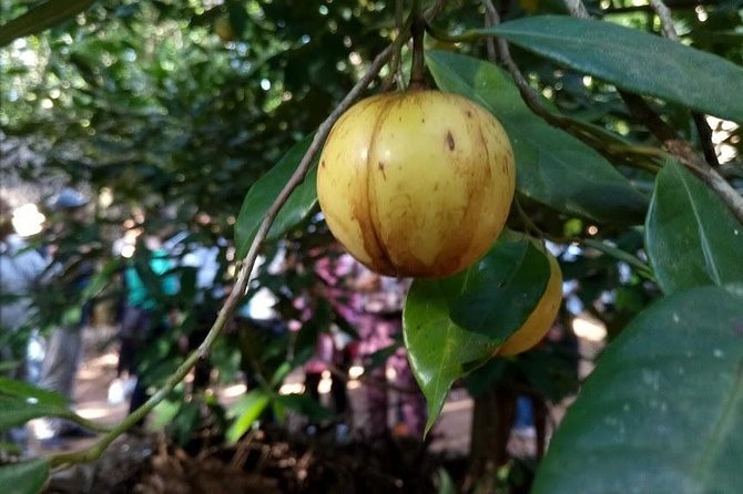 Zanzibar Spice Farm Tour - From Stone Town to a Zanzibar shamba
