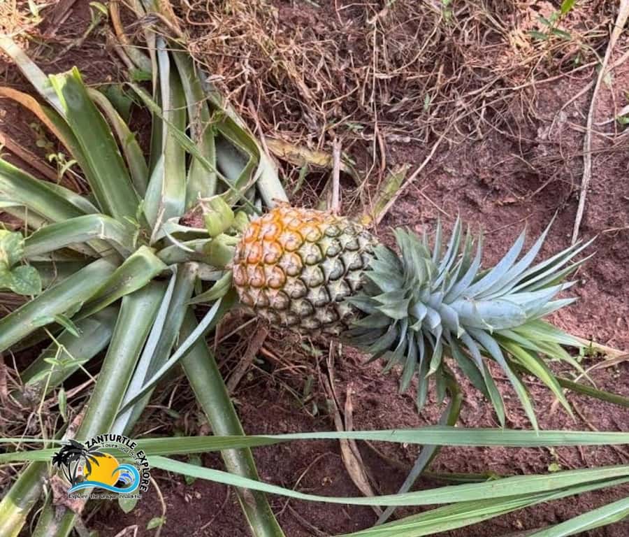 Zanzibar: Spice Farm Tour and Cooking Class with Lunch - Who will enjoy this Zanzibar half-day outing?