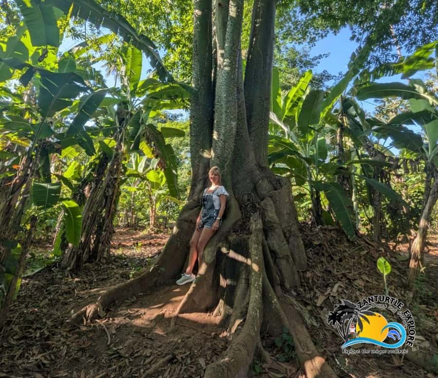 Zanzibar: Spice Farm Tour and Cooking Class with Lunch - Should you book the spice farm and cooking class?
