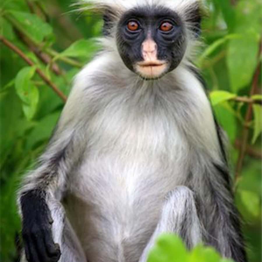 ZANZIBAR: Spice Farm Tour, Jozani Forest & Rock Restaurant - What to bring and how to pace yourself