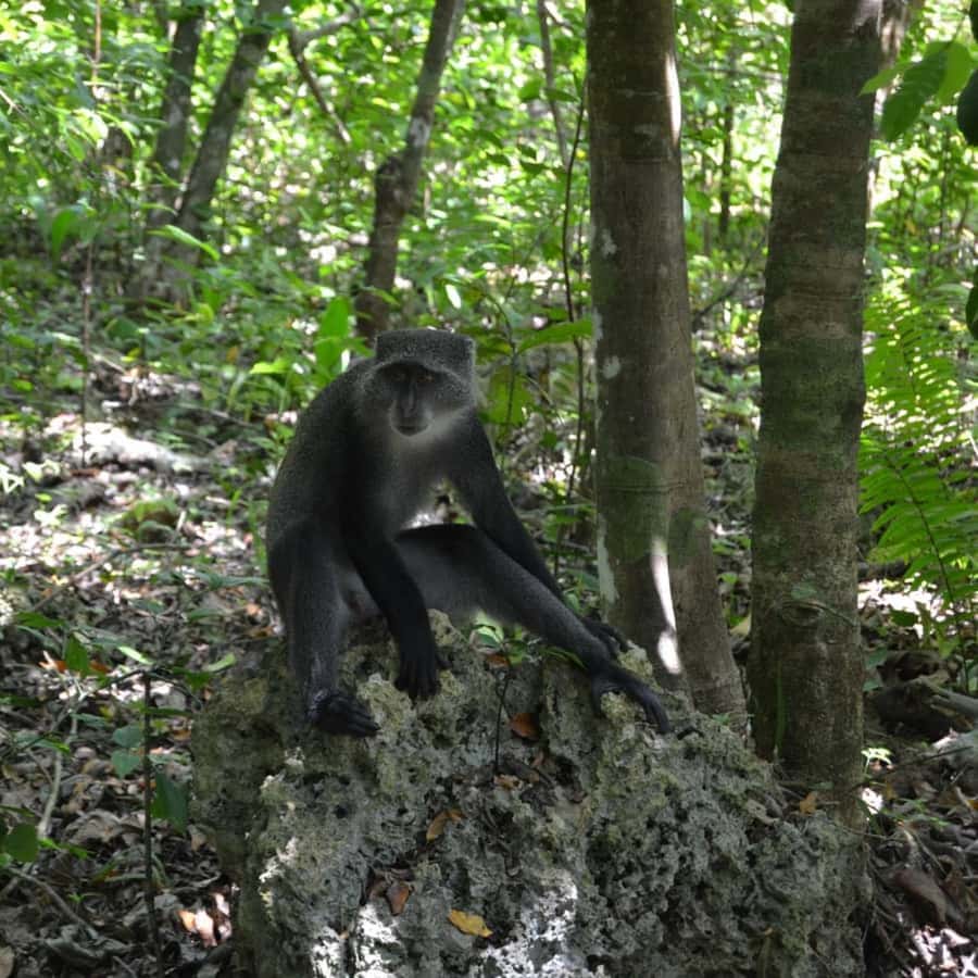 ZANZIBAR: Spice Farm Tour, Jozani Forest & Rock Restaurant - Who will enjoy this day most?