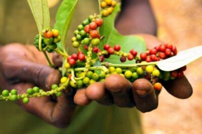 Spice Farm Tour & Stone Town Adventure