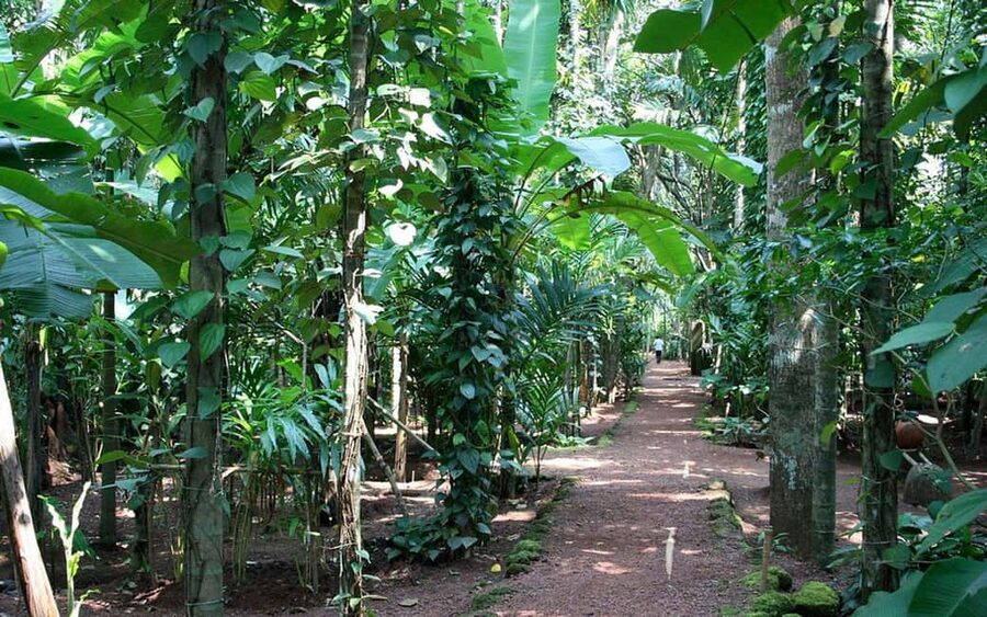 Zanzibar: Spice Farm Tour with Lunch & Tropical Fruits - Tropical Fruit, Tasting, and the Included Lunch