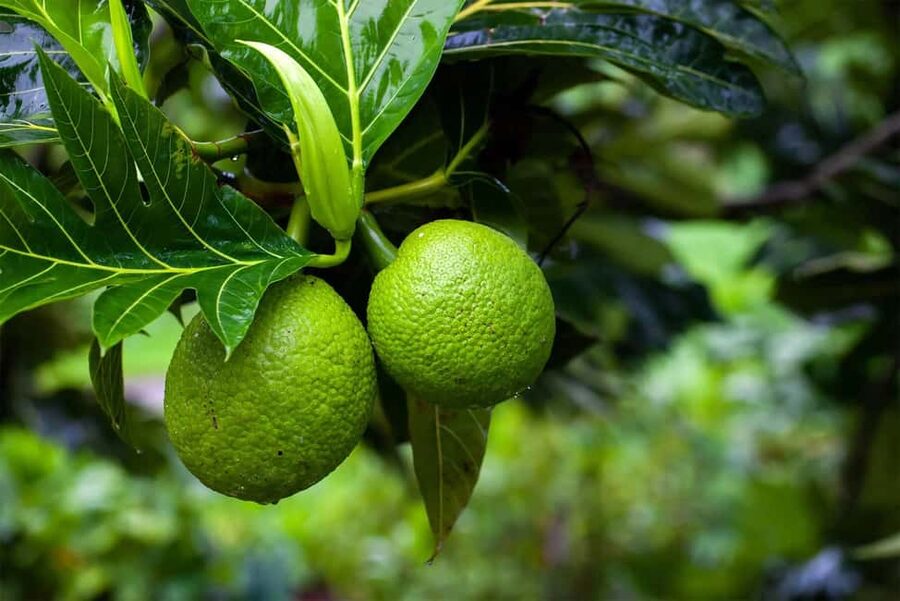 Zanzibar: Spice Farm Tour with Lunch & Tropical Fruits - A Friendly, Informal Feel