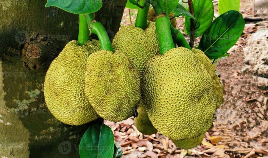 Zanzibar: Spice Farm Tour with Lunch & Tropical Fruits - Who Will Enjoy This Tour Most?