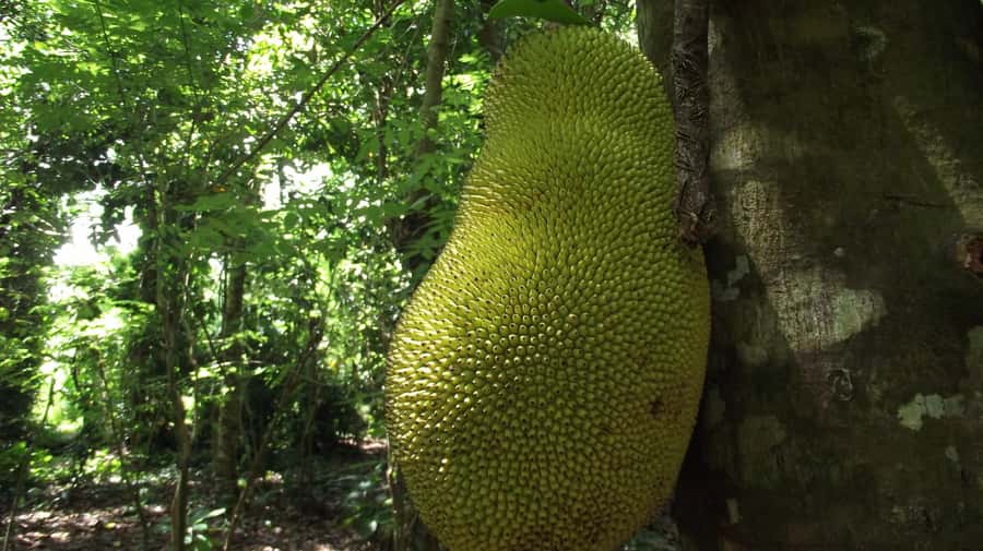 Zanzibar: Spice Farm Tour with Traditional Cooking Lesson - Key points to know before you go
