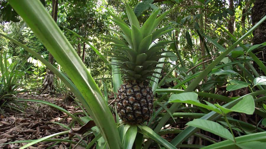 Zanzibar: Spice Farm Tour with Traditional Cooking Lesson - Lunch at the farm